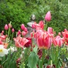 fort-Schritte Meran Tulpen im Park